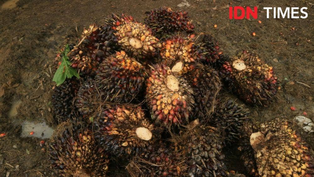 Tingginya harga pupuk membuat hasil sawit sedikit (IDN Times/Masdalena Napitupulu)