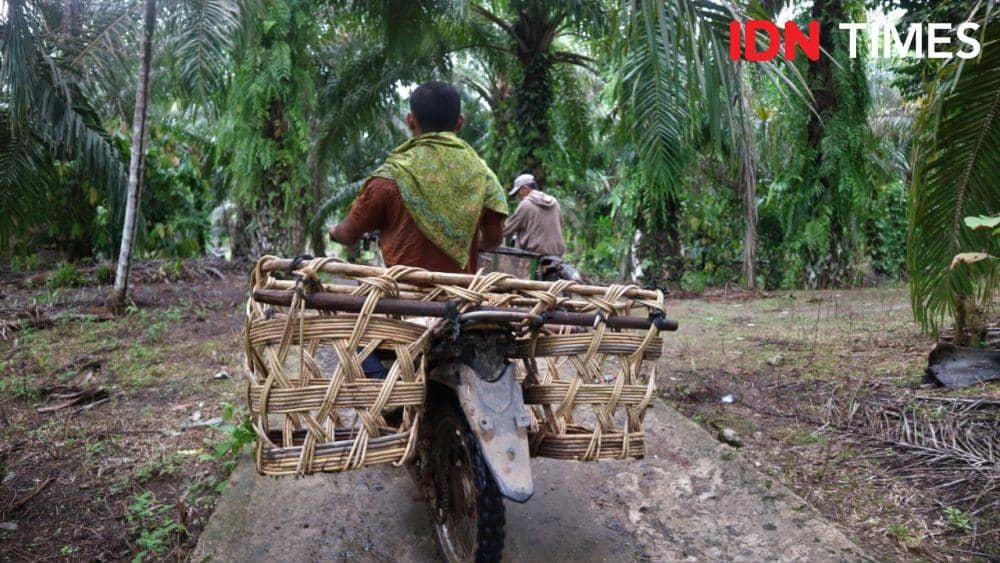 Petani sawit yang bekerja di tengah pandemik COVID-19 di Tapanuli Selatan (IDN Times/Masdalena Napitupulu)