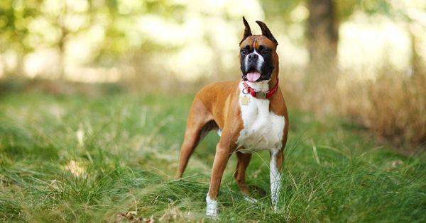 5 Spesies Anjing yang Berasal dari Jerman, Berani dan Stamina Tinggi!