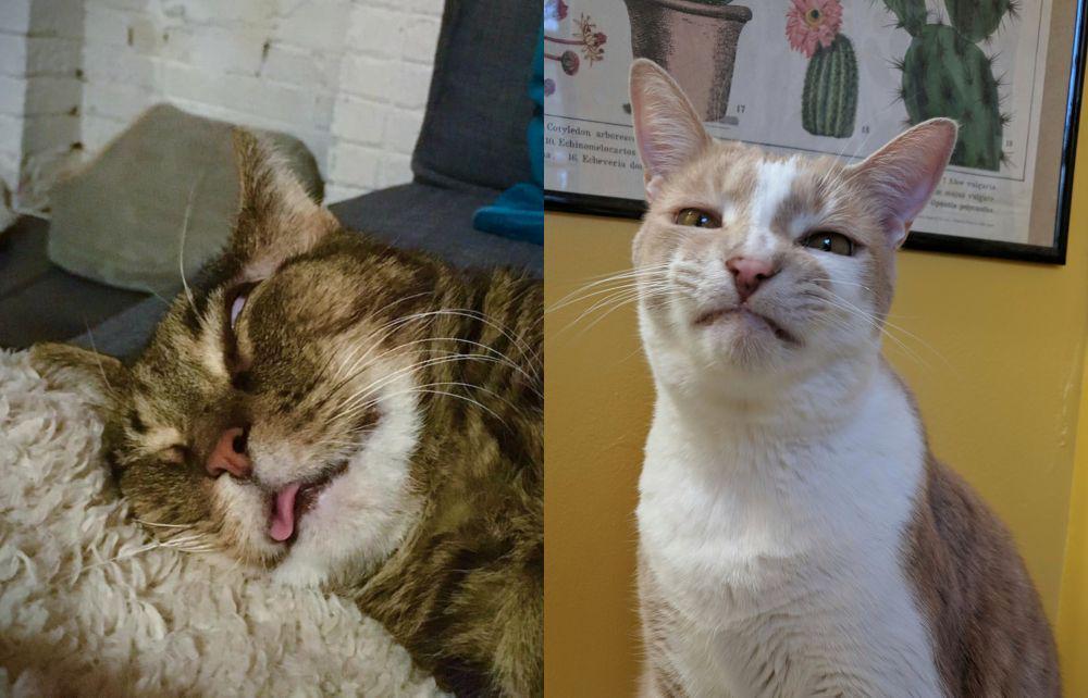 10 Momen Ketika Kucing Difoto Saat Sedang 'Jelek', Bikin Ngakak