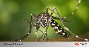Ilustrasi nyamuk aedes aegypti penyebab demam berdarah, IDN Times/ istimewa