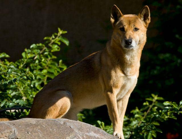 kids.sandiegozoo.org