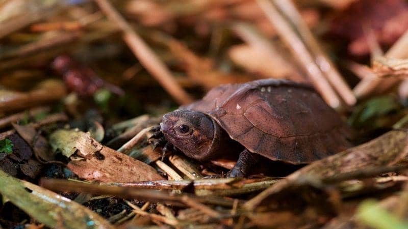 turtleconservancy.org