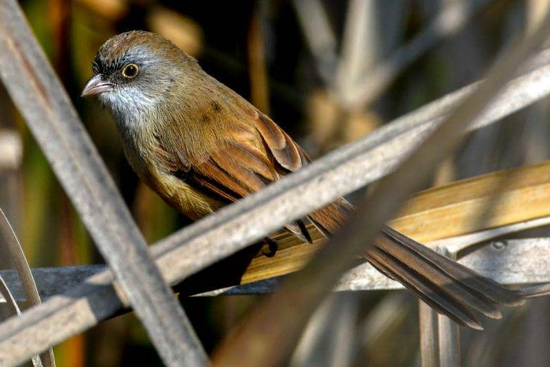 Sempat Dinyatakan Punah, 5 Hewan Langka Ini Berhasil 'Hidup' Kembali