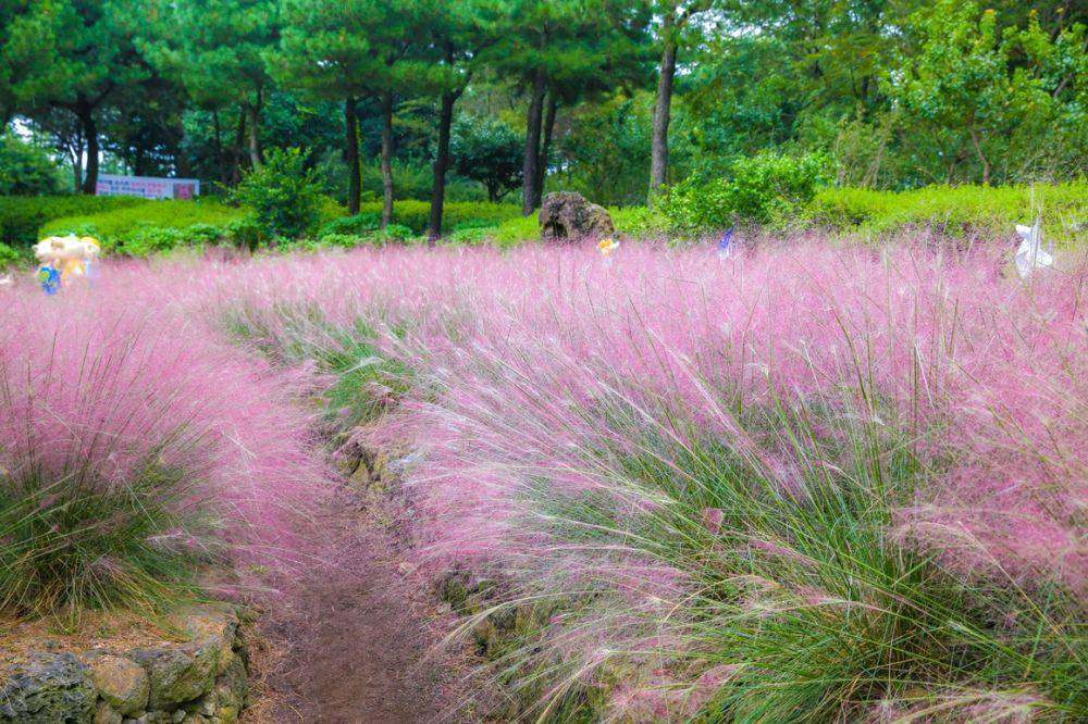 m.visitjeju.net