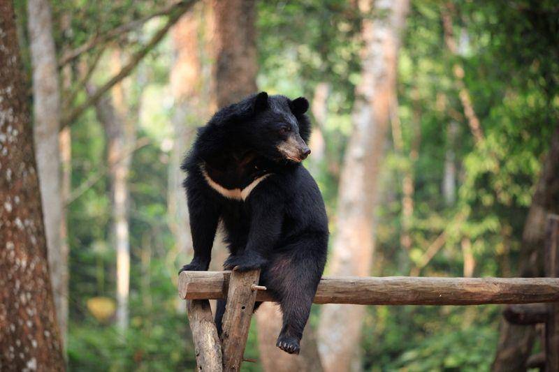bearbiology.org