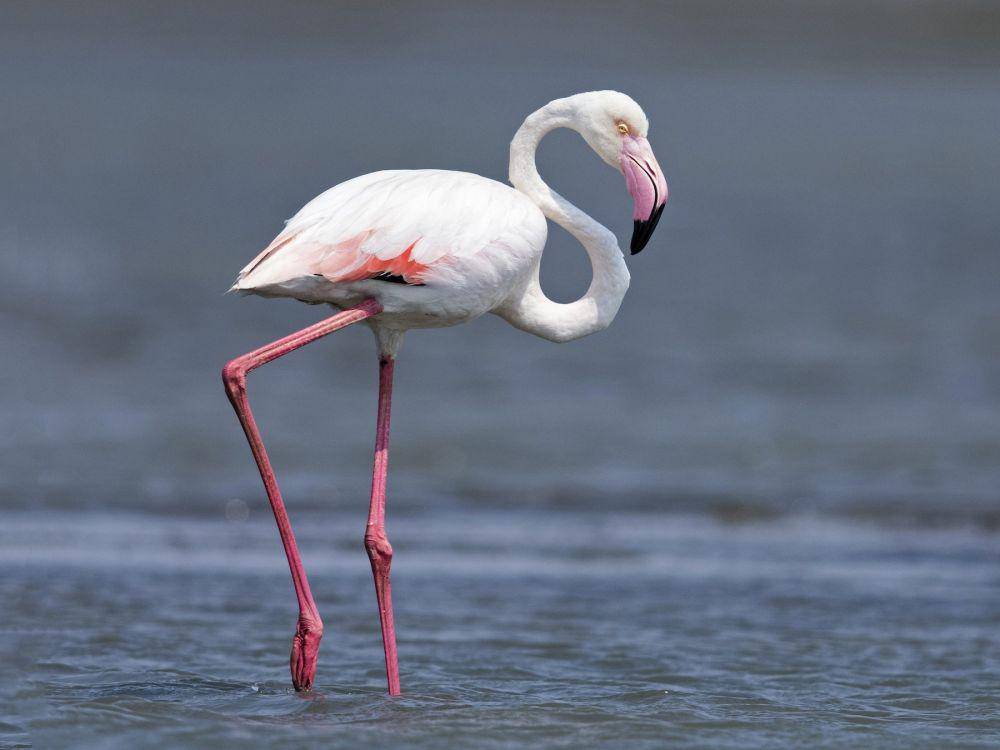 ebird.org