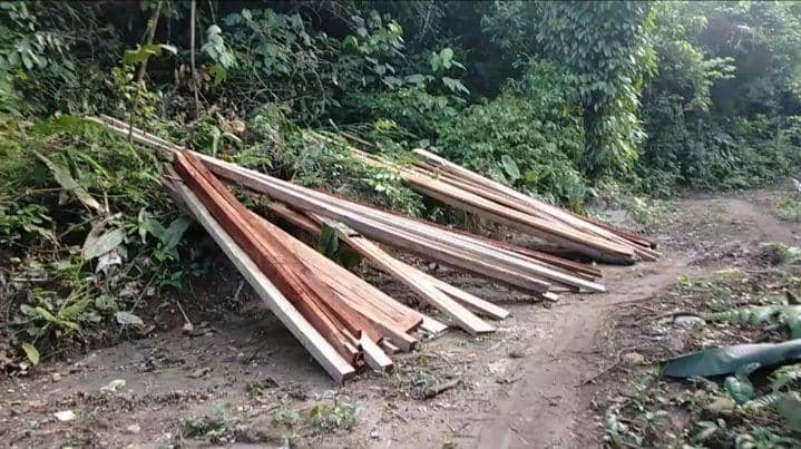 Penebangan kayu yang tak miliki izin dari Dinas Kehutanan Sumut (Dok. Istimewa)
