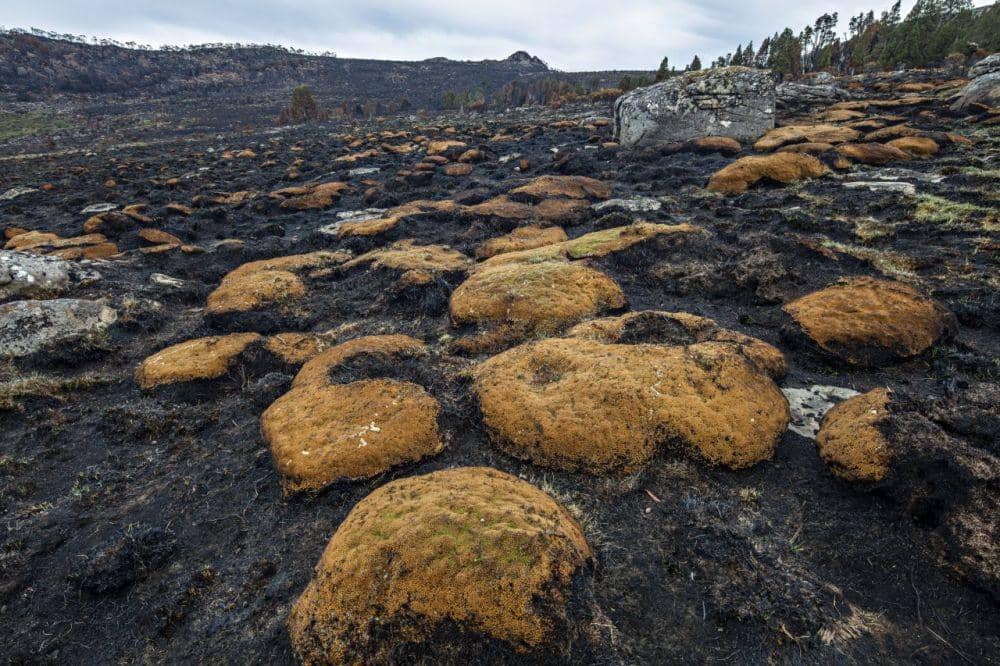 thesaturdaypaper.com.au