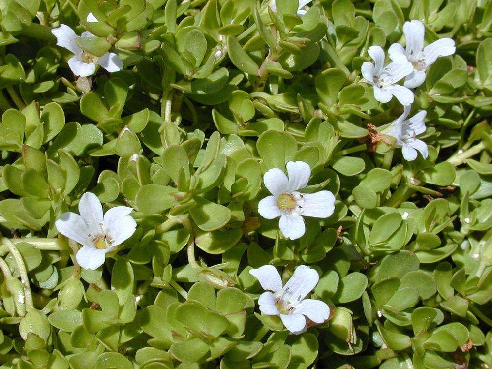 commons.wikimedia.org/Forest & Kim Starr