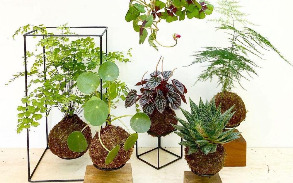 6 Tips Membuat Kokedama agar Tanaman Semakin Menarik