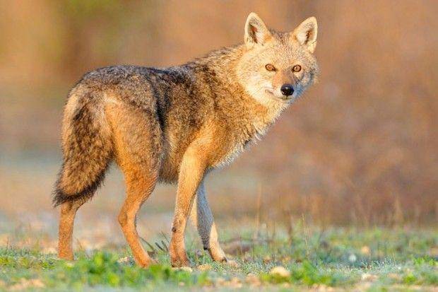 discoverwildlife.com