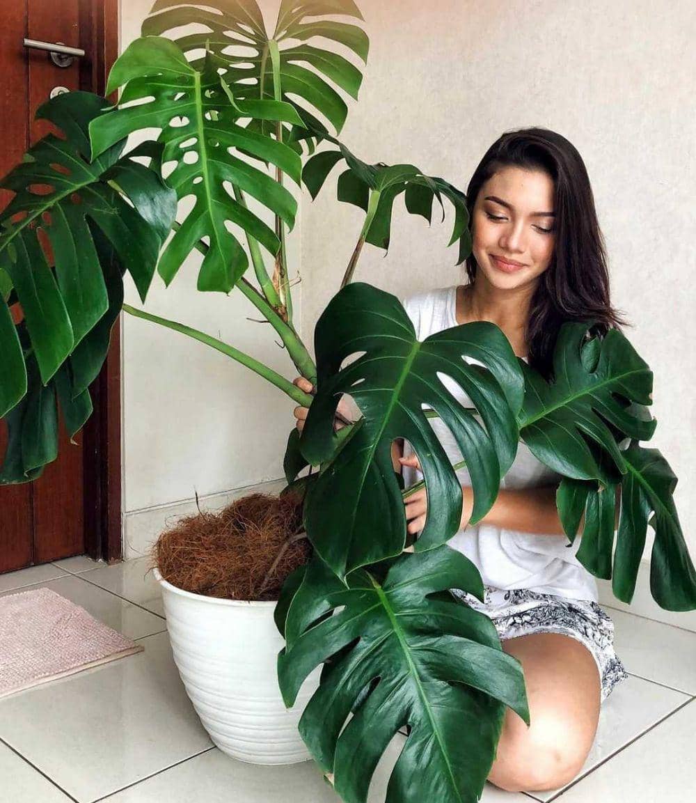 instagram.com/angelagilsha