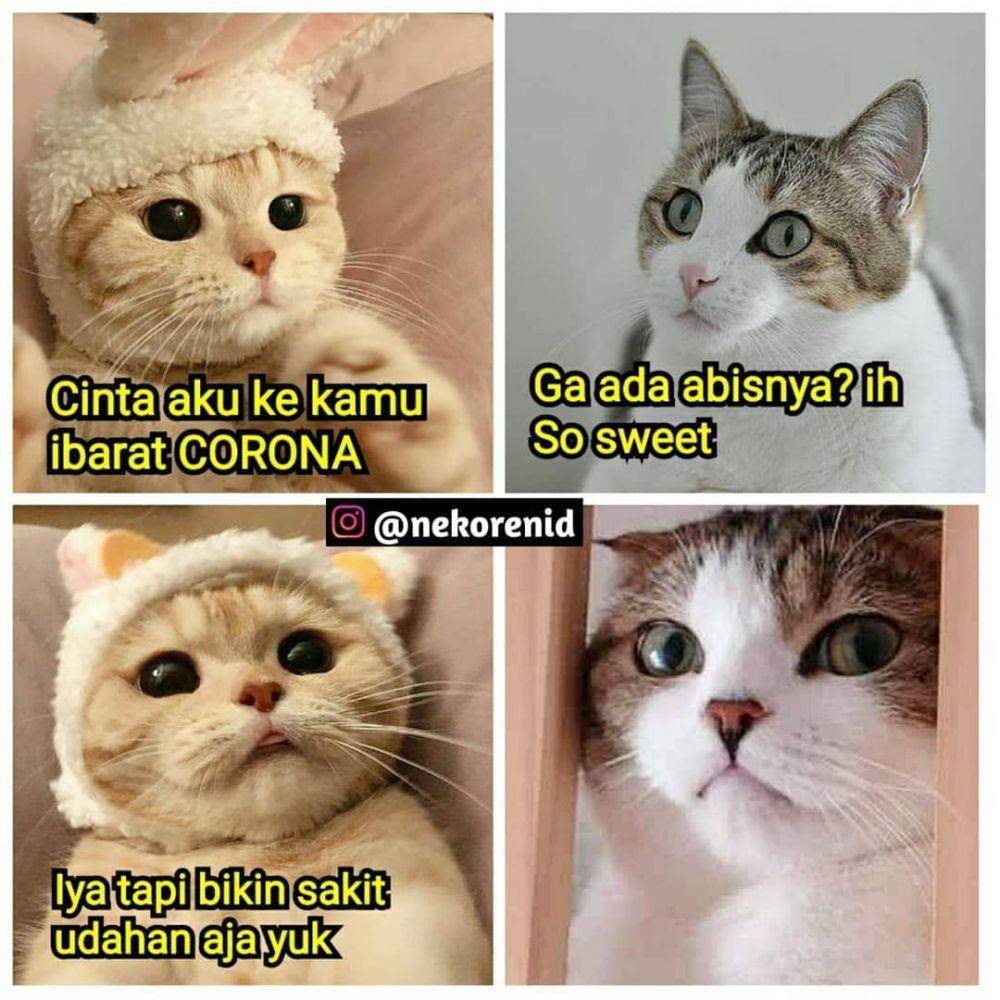 Instagram.com/nekorenid