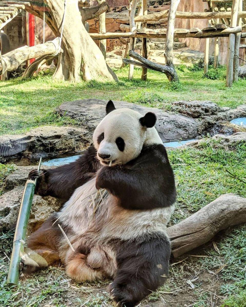 instagram.com/bubueataway