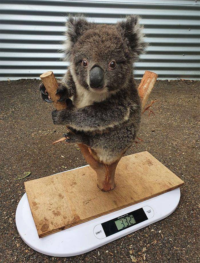facebook.com/Kangaroo Island Koala and Wildlife Rescue Centre
