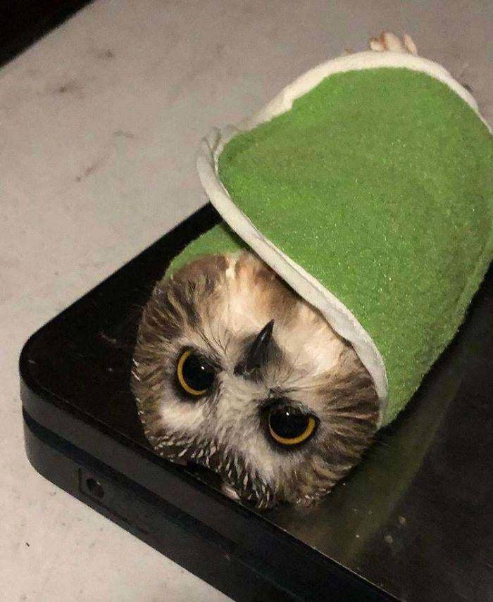 reddit.com/r/aww