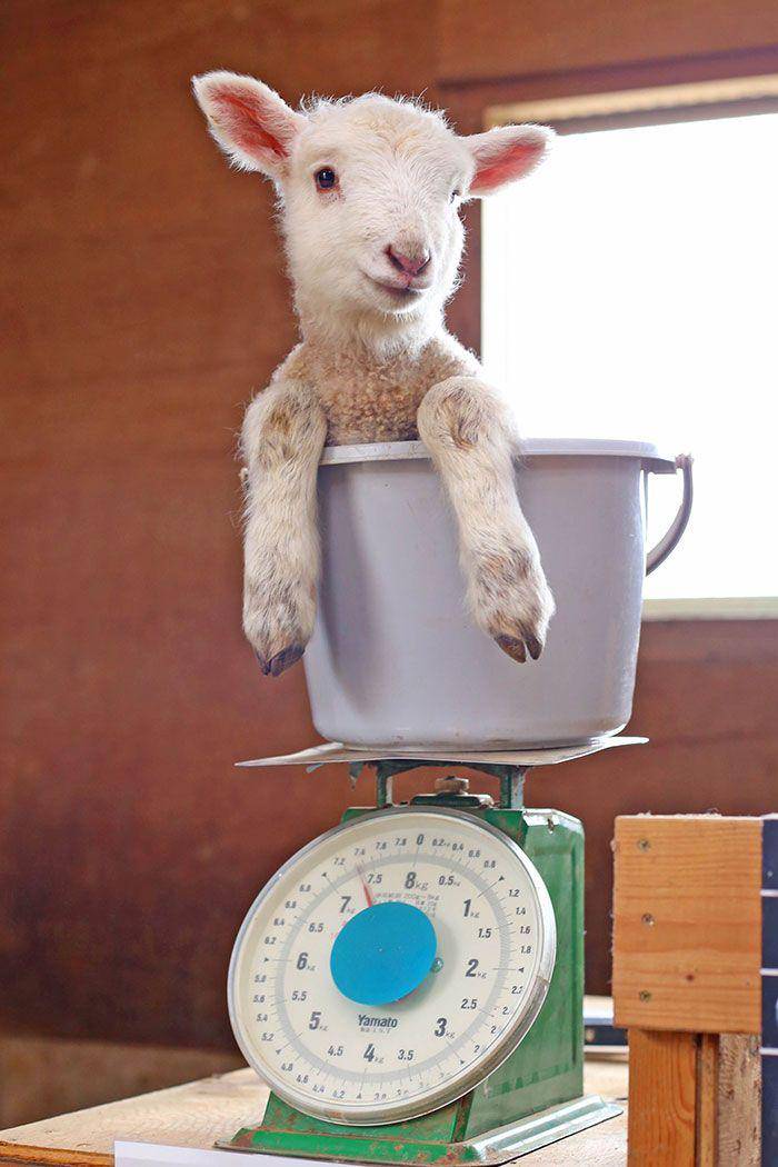 twitter.com/motherfarm