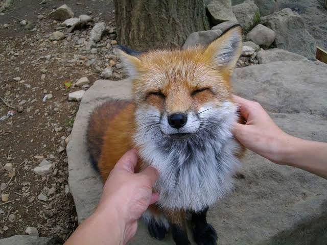 www.boredpanda.com