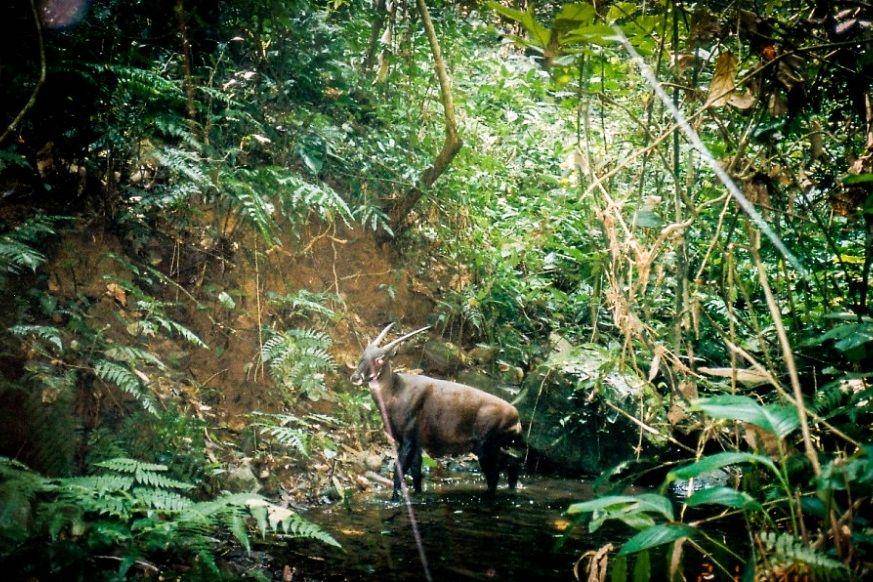 savethesaola.org