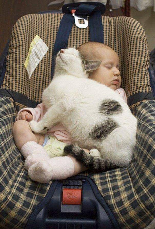 catsbro.com
