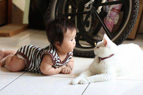 catster.com