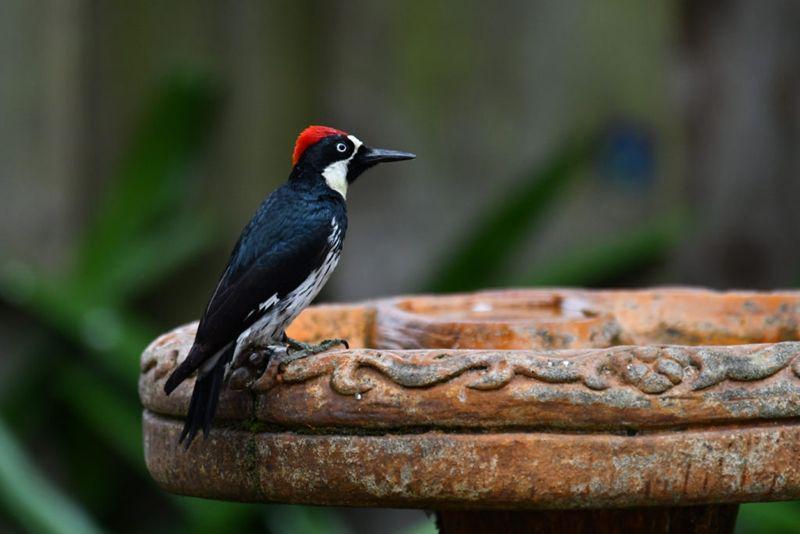 feederwatch.org