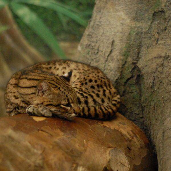 Animalia.bio