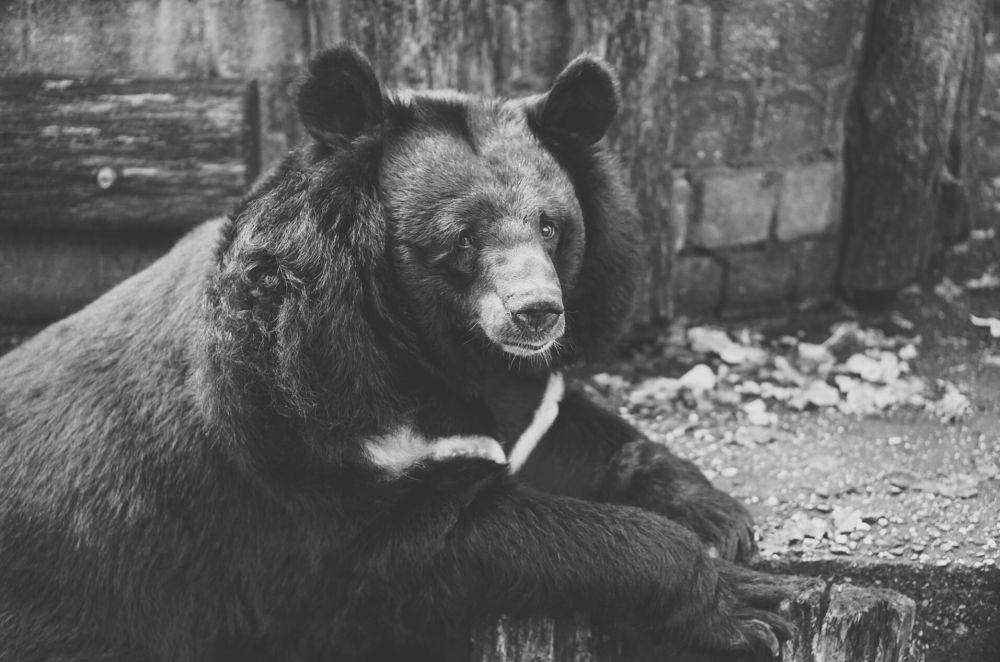 Beruang hitam Asia. Sumber: Pexels.com/Pixabay