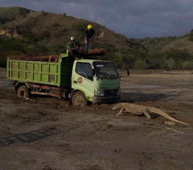 Foto Komodo Vs Truk, Gus Nur Ditangkap, hingga Prediksi Erupsi Merapi