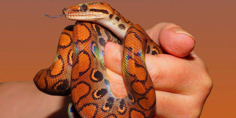 reptilekingdoms.com