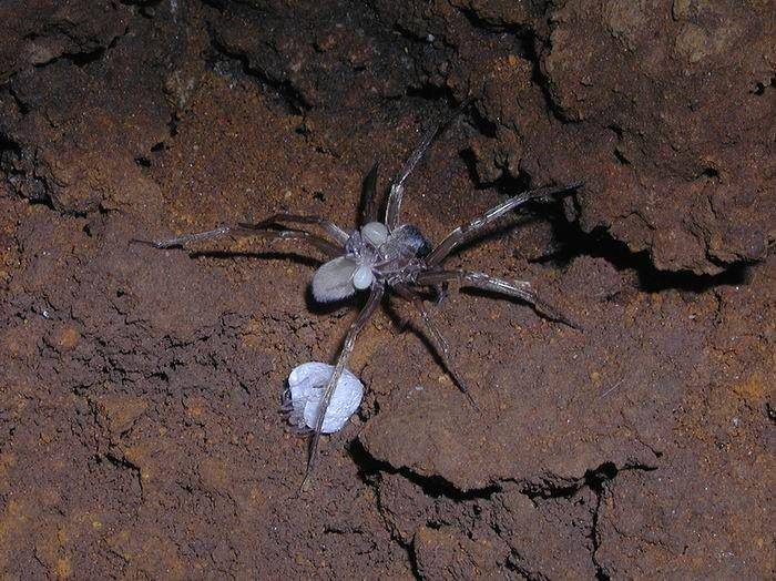 spideridentifications.com