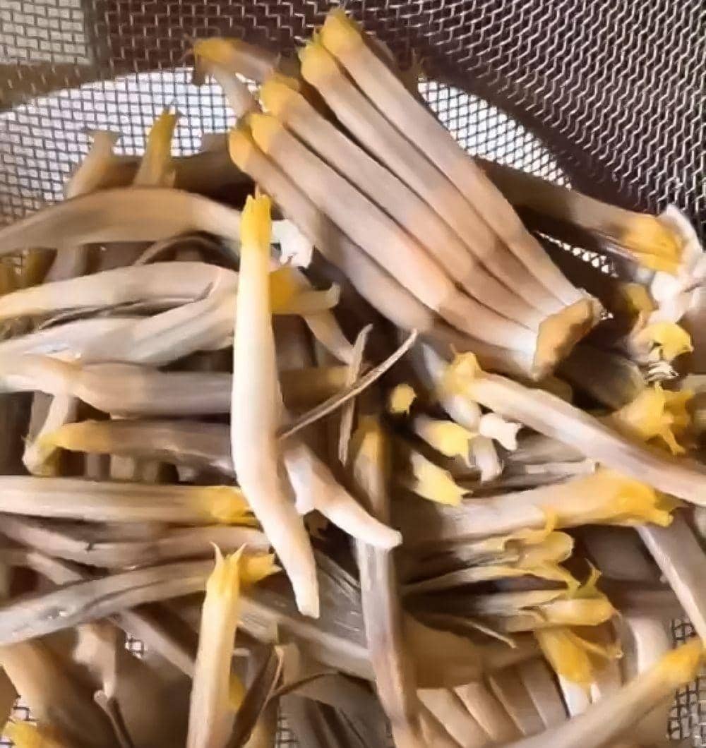 tiktok.com/serat_ketjil