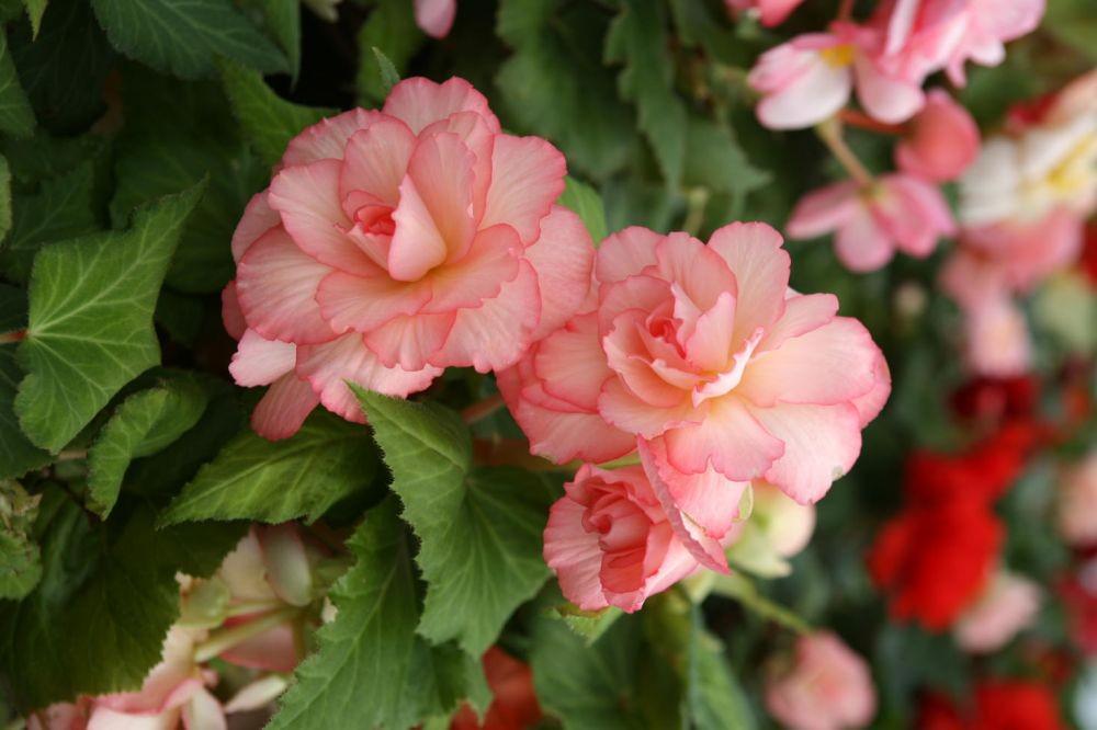 5 Jenis Tanaman Begonia yang Lagi Tenar, Warnanya Gak Nguatin!