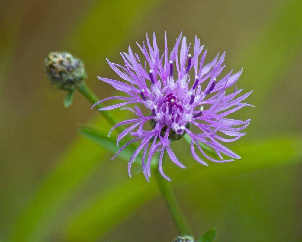 greatlakesgreatbees.com