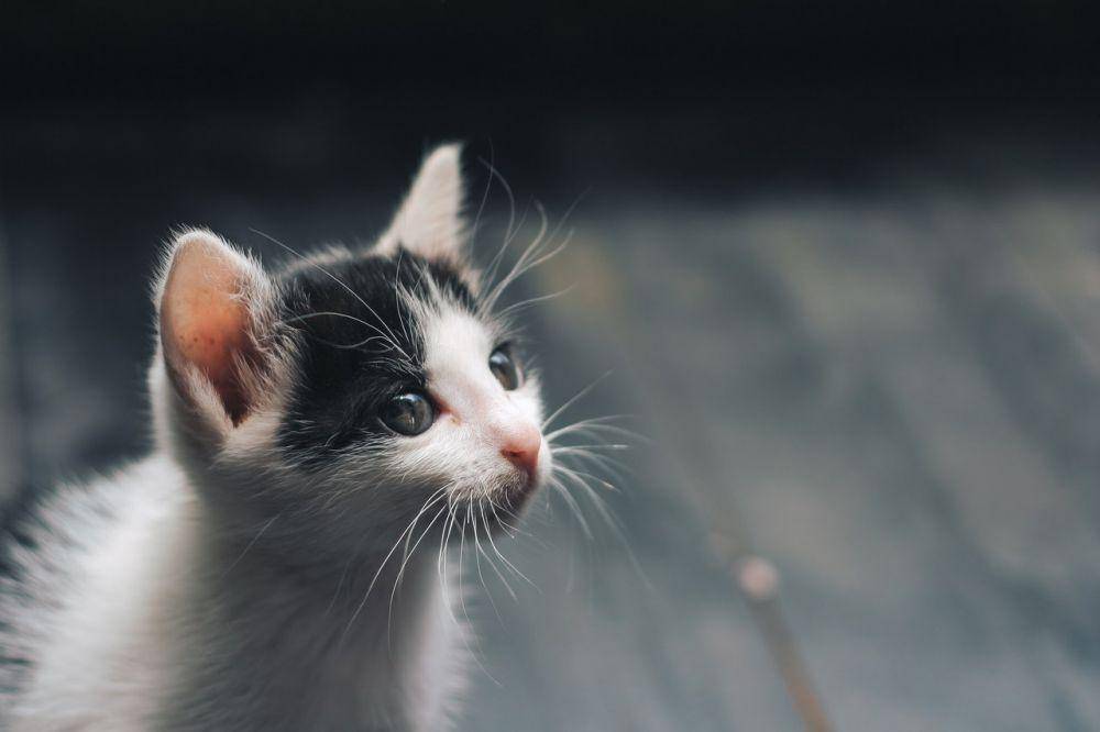 ilustrasi cara mengobati kucing yang muntah (pexels.com/Dương Nhân)