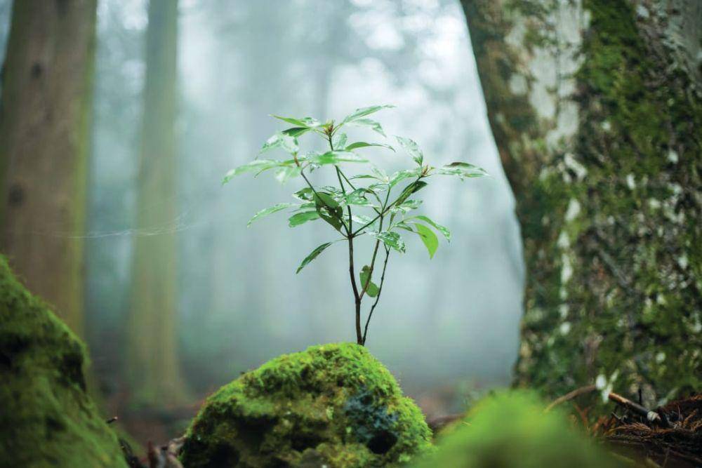 Seogwipo healing forest adalah salah satu tempat wisata alam di Korea Selatan untuk relaksasi. Dok/Korea tourism