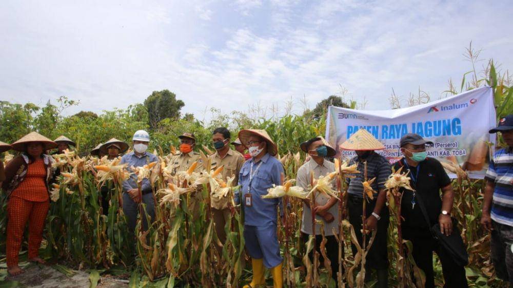 Petani Desa Pintu Pohan, Kabupaten Toba memanen jagung (Dok.IDN Times/istimewa)