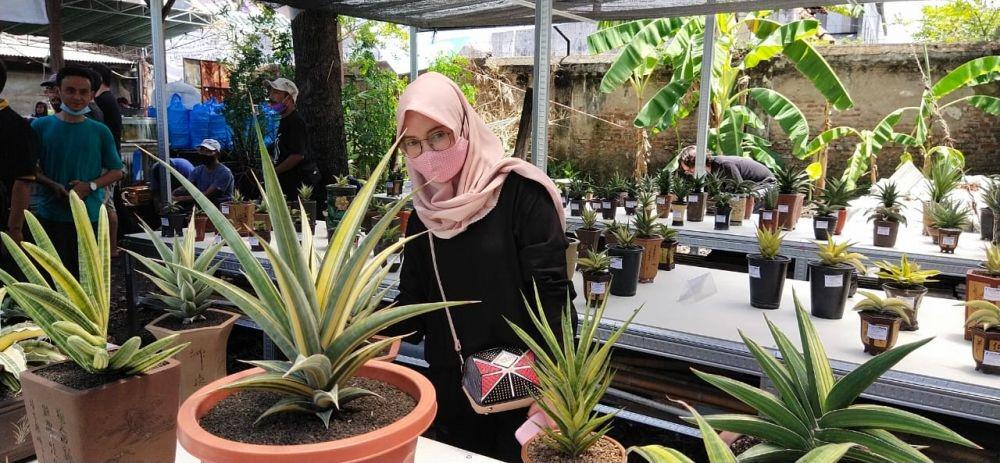 Tanam Sansivera, Mudah Dirawat hingga Hasilkan Rumah Mewah