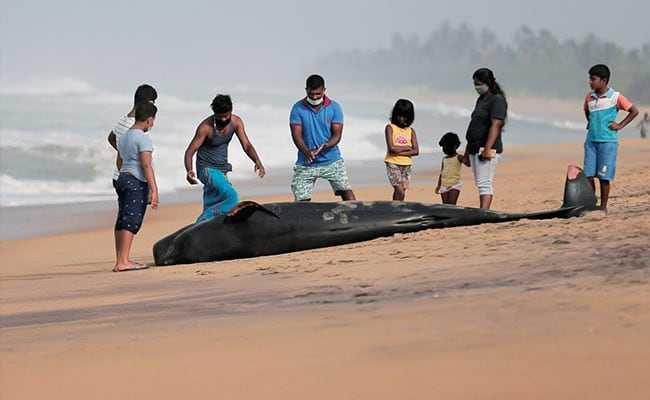 Ratusan Paus Terdampar di Sri Lanka Berhasil Diselamatkan