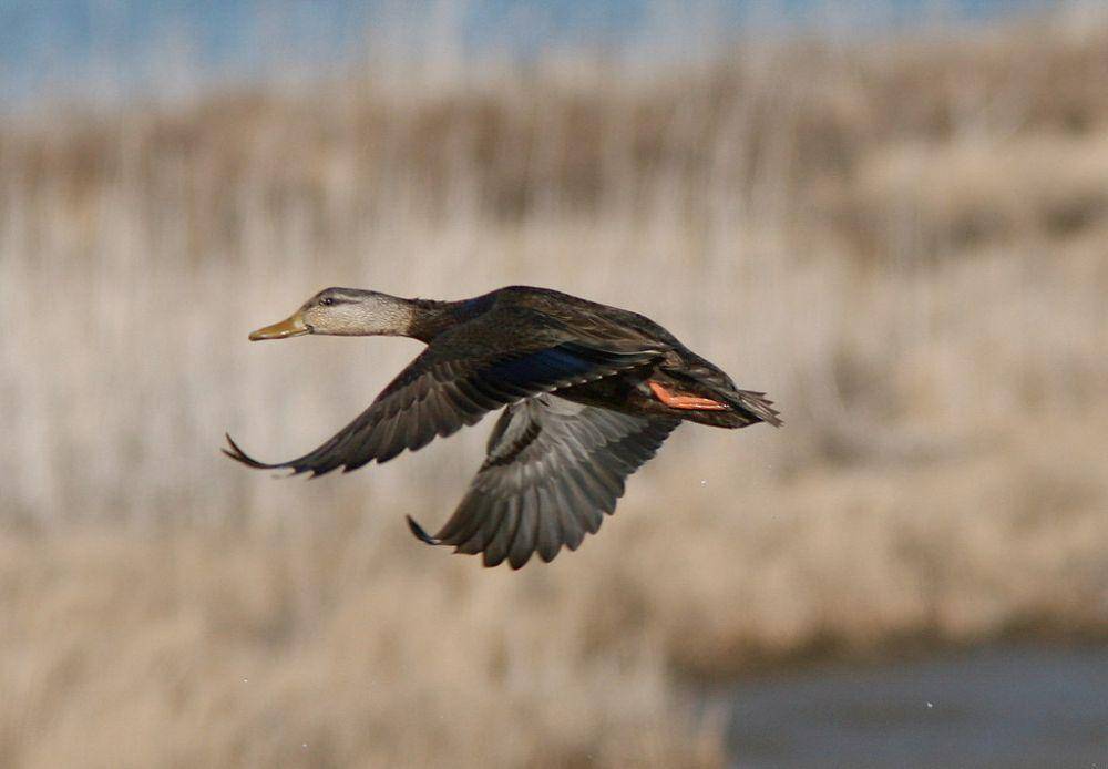 chesapeakebay.net