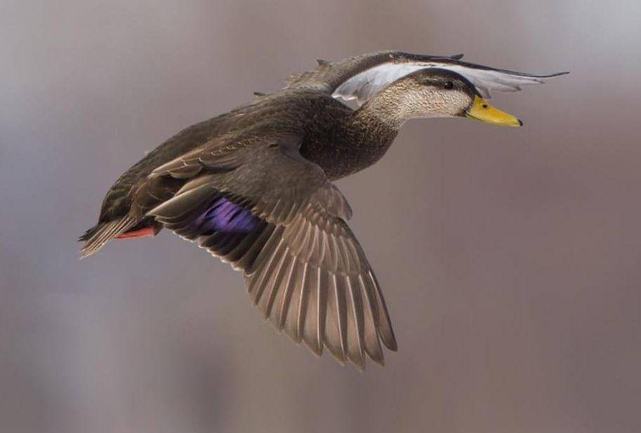 allaboutbirds.org