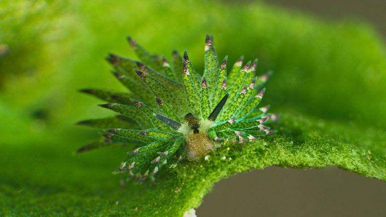 Letsdivetulamben.com