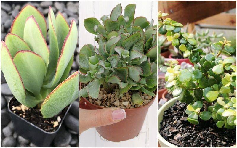 littleprinceplants.com