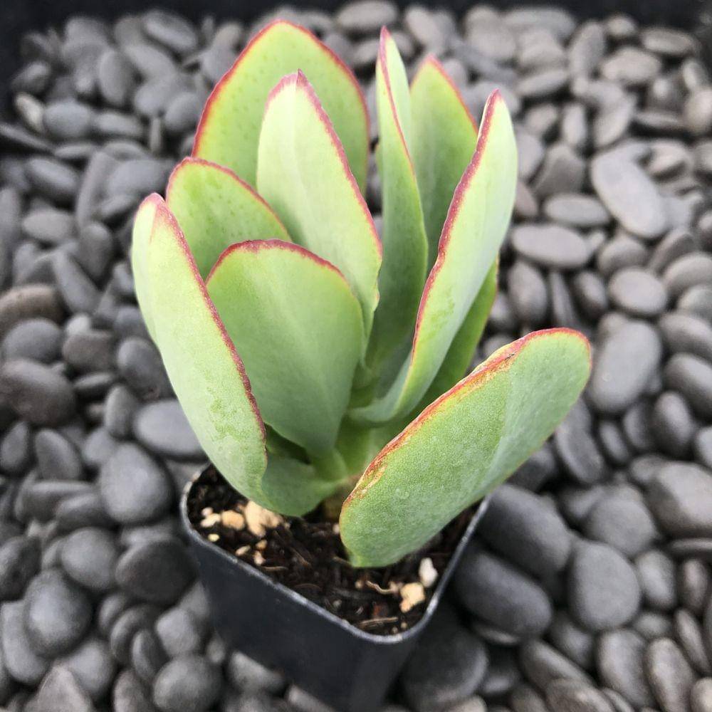 littleprinceplants.com