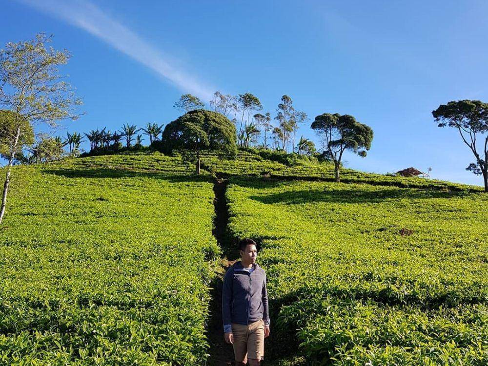 Perkebunan Teh Malabar (instagram.com/alfiansugondo)