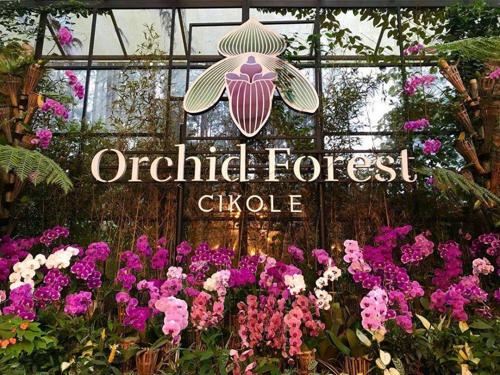 Instagram.com/orchidforestcikole