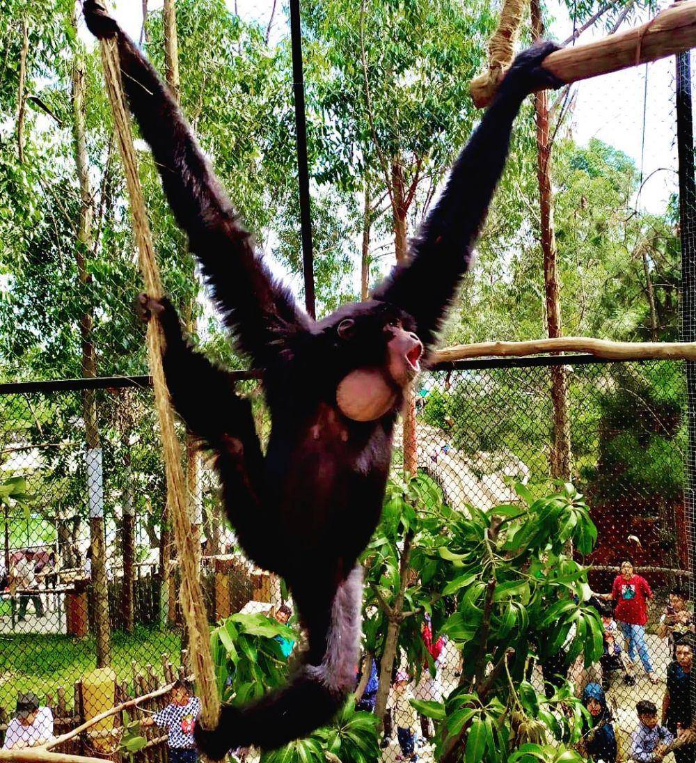 Instagram.com/lembang_parkzoo