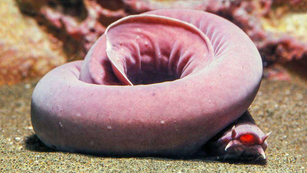 ikan hagfish (sciencemag.org)