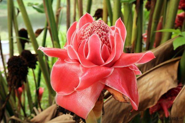5 Fakta Kecombrang, Banyak Nama dan Banyak Guna!
